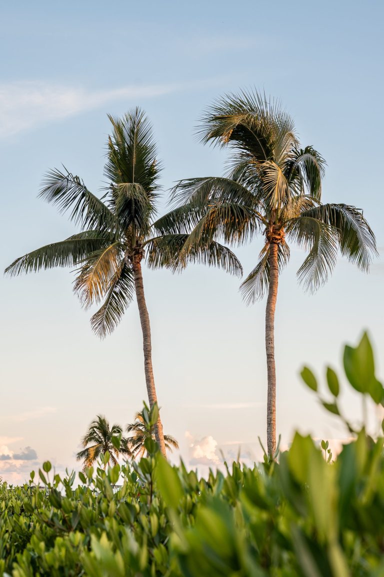 Palm trees above waterfront greenery at Tarpon Point Marina.